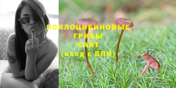 стаф Калининец